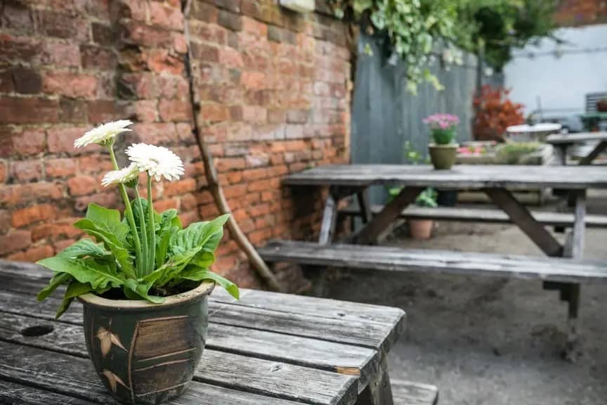 Wooden table foreground with flowerpot of white flowers on; behind and to the right more of a picnic style bench is visible. A brick wall runns behind both becoming a wooden fence in the distance top centre and right.