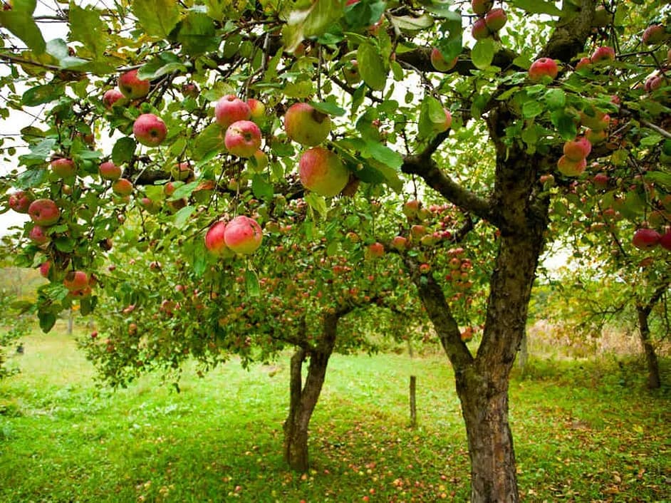 Youngish Tree with red-green apples on a grassy lawn